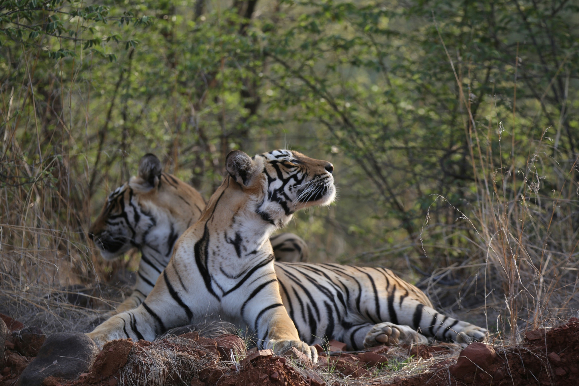 hrishikesh-gangoli-L4hUijlGEX4-unsplash