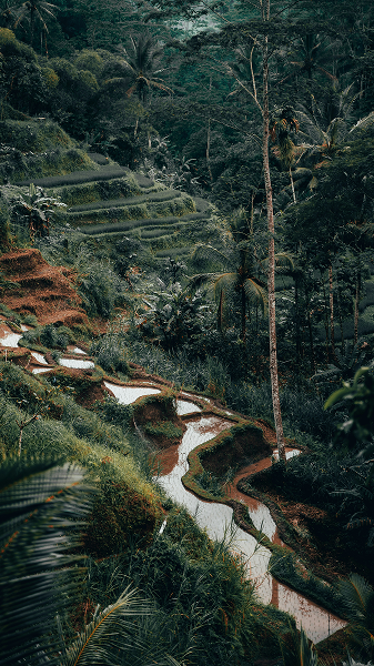 Borneo (Sabah & Sarawak)